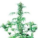 Early Girl (Sensi Seeds) reguljär