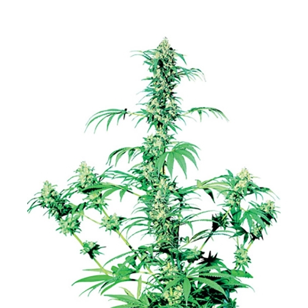 Early Girl (Sensi Seeds) reguljär