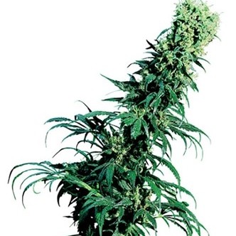 tidig p&auml;rla (Sensi Seeds) regulj&auml;r