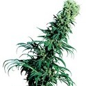 Early Pearl (Sensi Seeds) reguljär