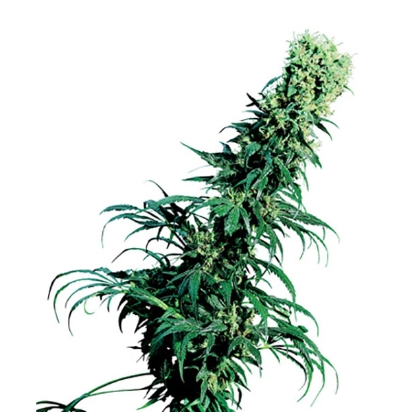 Early Pearl (Sensi Seeds) reguljär