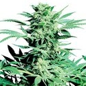 Shiva Skunk (Sensi Seeds) reguljär