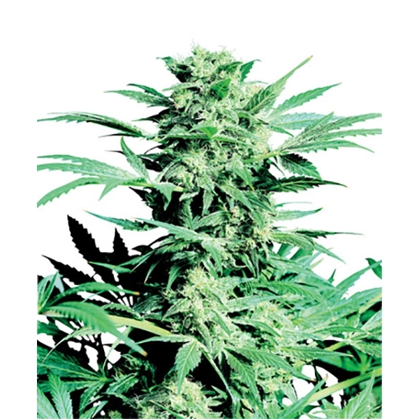 Shiva Skunk (Sensi Seeds) reguljär