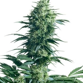 Mother's Finest (Sensi Seeds) regulj&auml;r