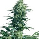 Mother's Finest (Sensi Seeds) reguljär