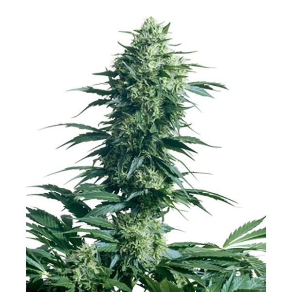 Mother's Finest (Sensi Seeds) reguljär
