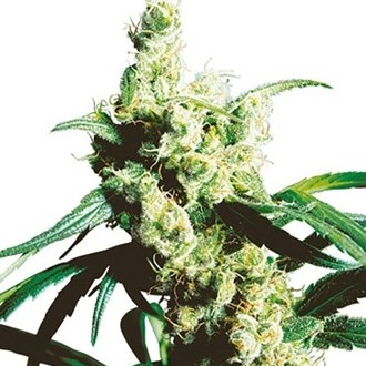 Silver Haze (Sensi Seeds) regulj&auml;r