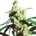 Silver Haze (Sensi Seeds) reguljär