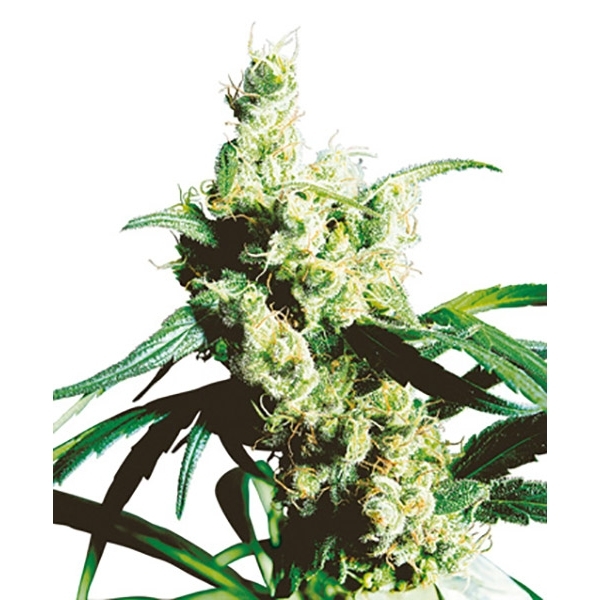 Silver Haze (Sensi Seeds) reguljär
