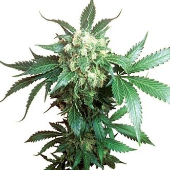 Black Domina (Sensi Seeds) regulj&auml;r