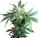 Black Domina (Sensi Seeds) reguljär