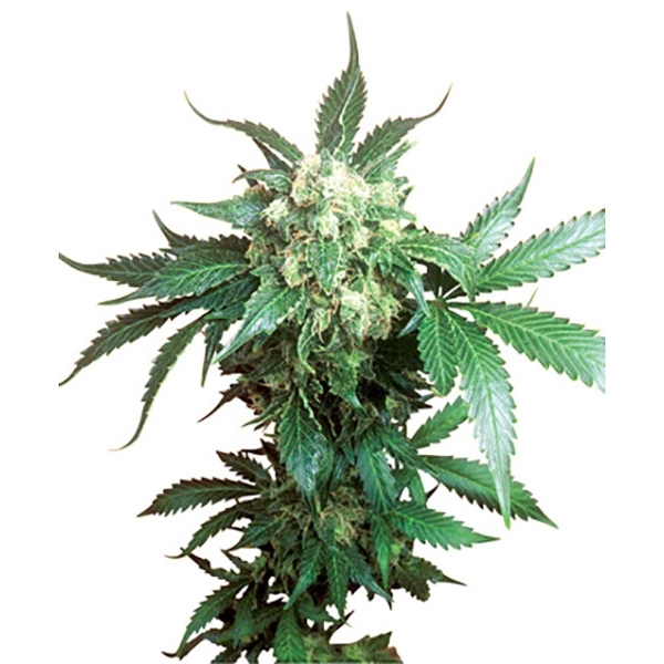 Black Domina (Sensi Seeds) reguljär