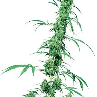 Fruity Juice (Sensi Seeds) regulj&auml;r