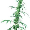 Fruity Juice (Sensi Seeds) reguljär