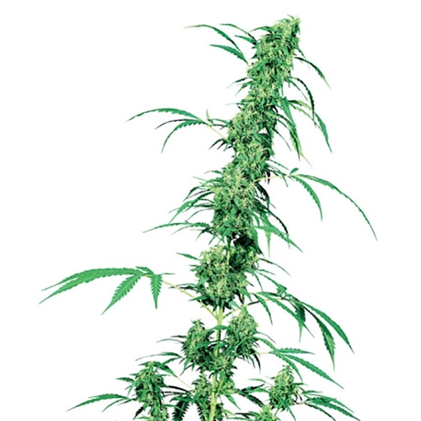 Fruity Juice (Sensi Seeds) reguljär