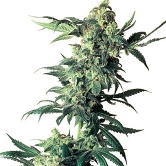 Northern Lights (Sensi Seeds) regulj&auml;r