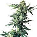 Northern Lights (Sensi Seeds) reguljär