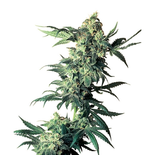 Northern Lights (Sensi Seeds) reguljär