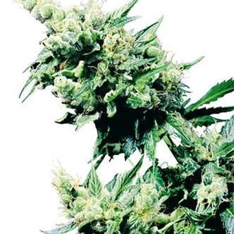Hash Plant (Sensi Seeds) regulj&auml;r