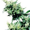 Hash Plant (Sensi Seeds) reguljär