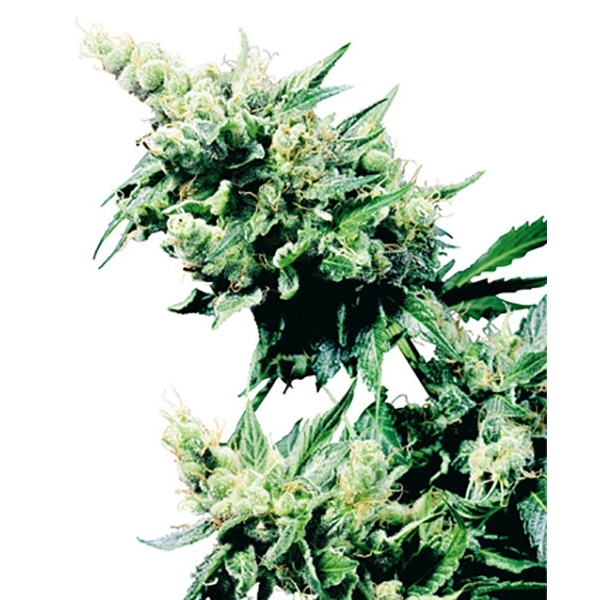 Hash Plant (Sensi Seeds) reguljär