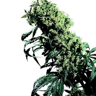 Northern Lights 5 x Haze (Sensi Seeds) regulj&auml;r