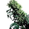 Northern Lights 5 x Haze (Sensi Seeds) reguljär