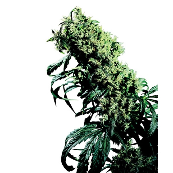 Northern Lights 5 x Haze (Sensi Seeds) reguljär