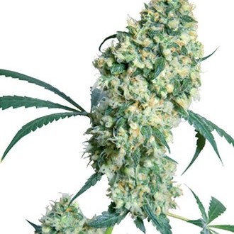 Ed Rosenthal Super Bud (Sensi Seeds) regulj&auml;r