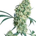 Ed Rosenthal Super Bud (Sensi Seeds) reguljär