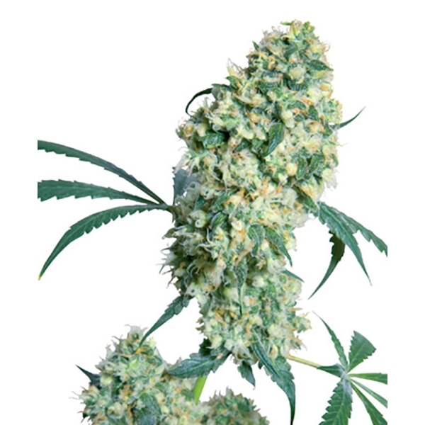 Ed Rosenthal Super Bud (Sensi Seeds) reguljär