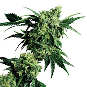 Mr. Nice G13 x Hash Plant (Sensi Seeds) regulj&auml;r