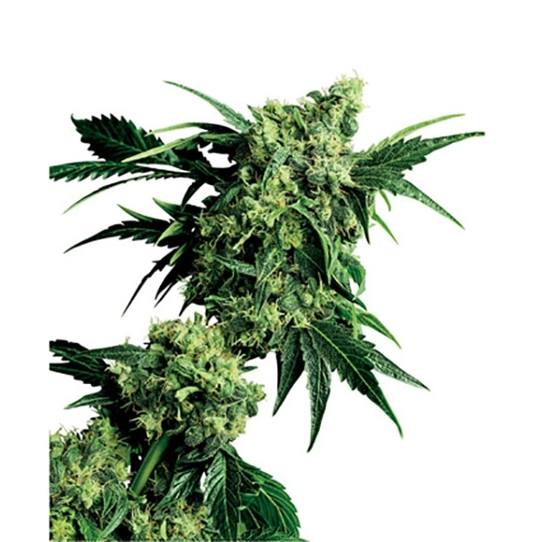 Mr. Nice G13 x Hash Plant (Sensi Seeds) reguljär