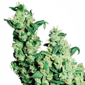 Jack Herer (Sensi Seeds) regulj&auml;r