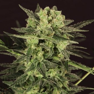 AUTO MK-Ultra&reg; Kush (T.H.Seeds) Feminiserade