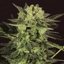 AUTO MK-Ultra® Kush (T.H.Seeds) Feminiserade