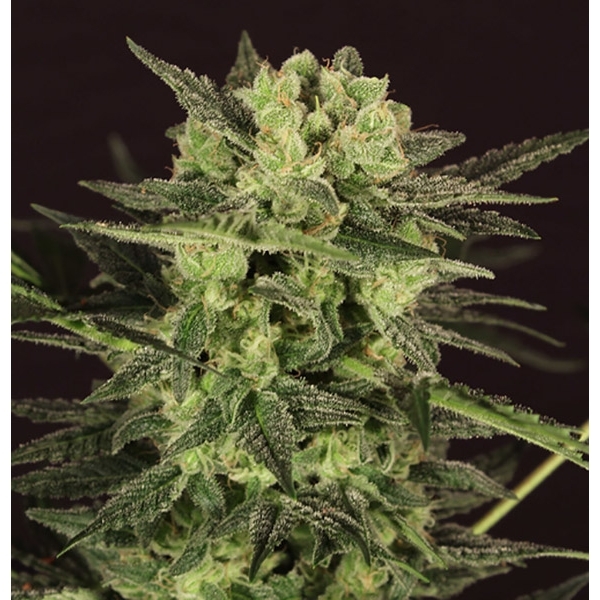 AUTO MK-Ultra® Kush (T.H.Seeds) Feminiserade