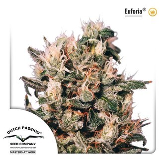 Euforia (Dutch Passion) feminiserade cannabisfr&ouml;n
