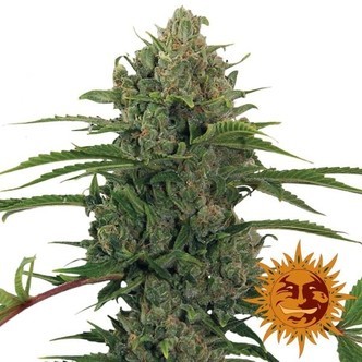 Critical Kush Auto (Barney's Farm) feminiserade cannabisfr&ouml;n