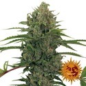 Critical Kush Auto (Barney's Farm) Feminiserade