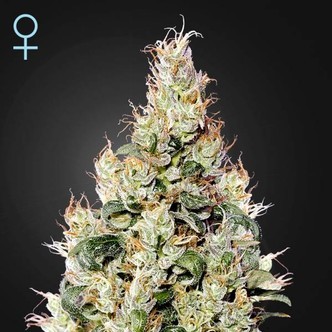 Exodus Cheese Auto CBD (Greenhouse Seeds) feminiserade cannabisfr&ouml;n
