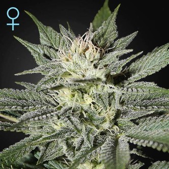 King's Kush CBD (Greenhouse Seeds) feminiserade