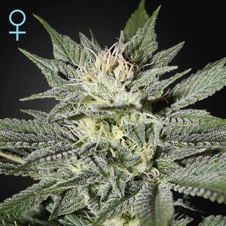 King's Kush CBD (Greenhouse Seeds) Feminiserade