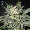 King's Kush CBD (Greenhouse Seeds) Feminiserade