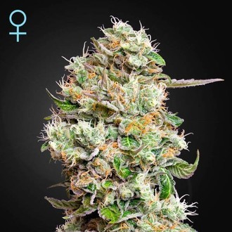 King's Kush Autoflower CBD (Greenhouse Seeds) Feminiserade