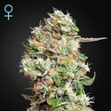 King's Kush Autoflower CBD (Greenhouse Seeds) Feminiserade