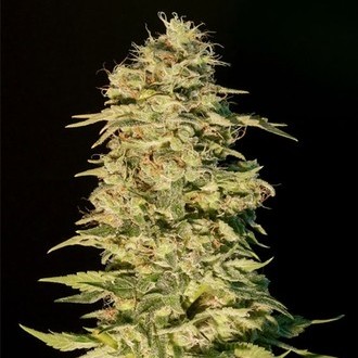 OG Lemon Bilbo (Genehtik Seeds) Feminiserade