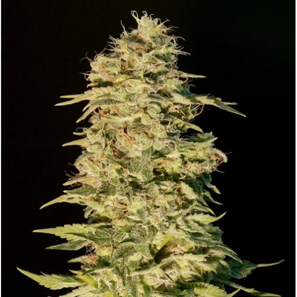 OG Lemon Bilbo (Genehtik Seeds) Feminiserade