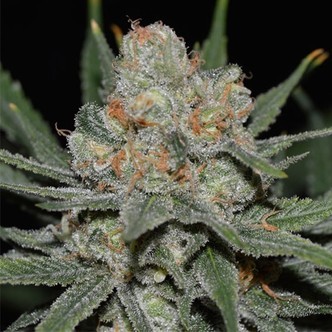 Nevil Bilbo Auto (Genehtik Seeds) feminiserade cannabisfr&ouml;n