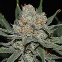 Nevil Bilbo Auto (Genehtik Seeds) Feminiserade